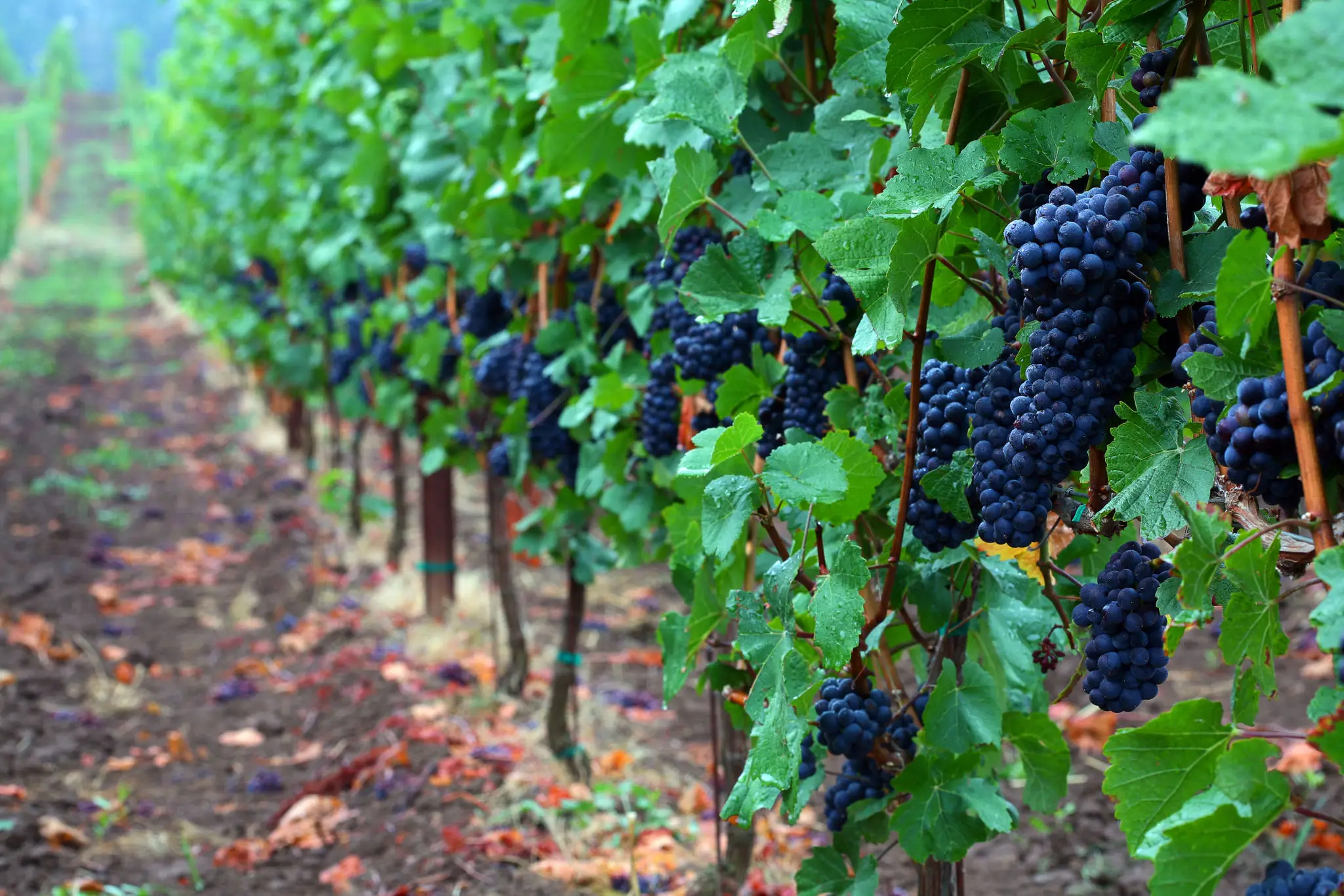 Rows of grapevines with clusters of dark purple grapes and green leaves in a vineyard.
