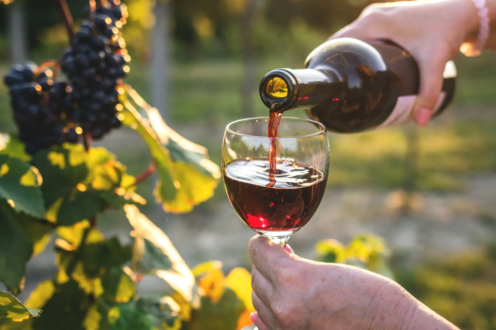Red wine being poured from a bottle into a glass held outdoors near grapevines in sunlight.