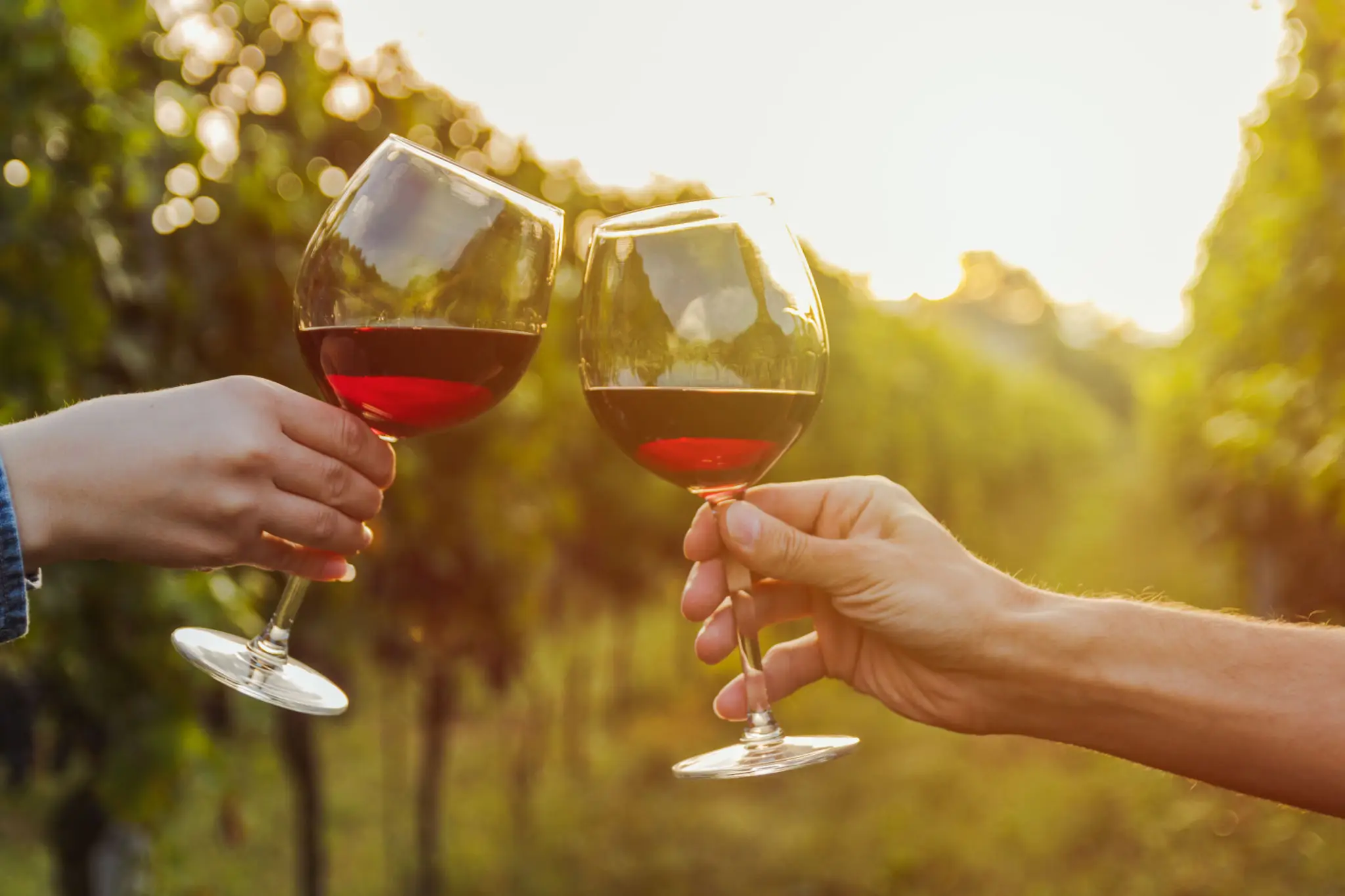 Two hands toasting with glasses of red wine in a vineyard at sunset.