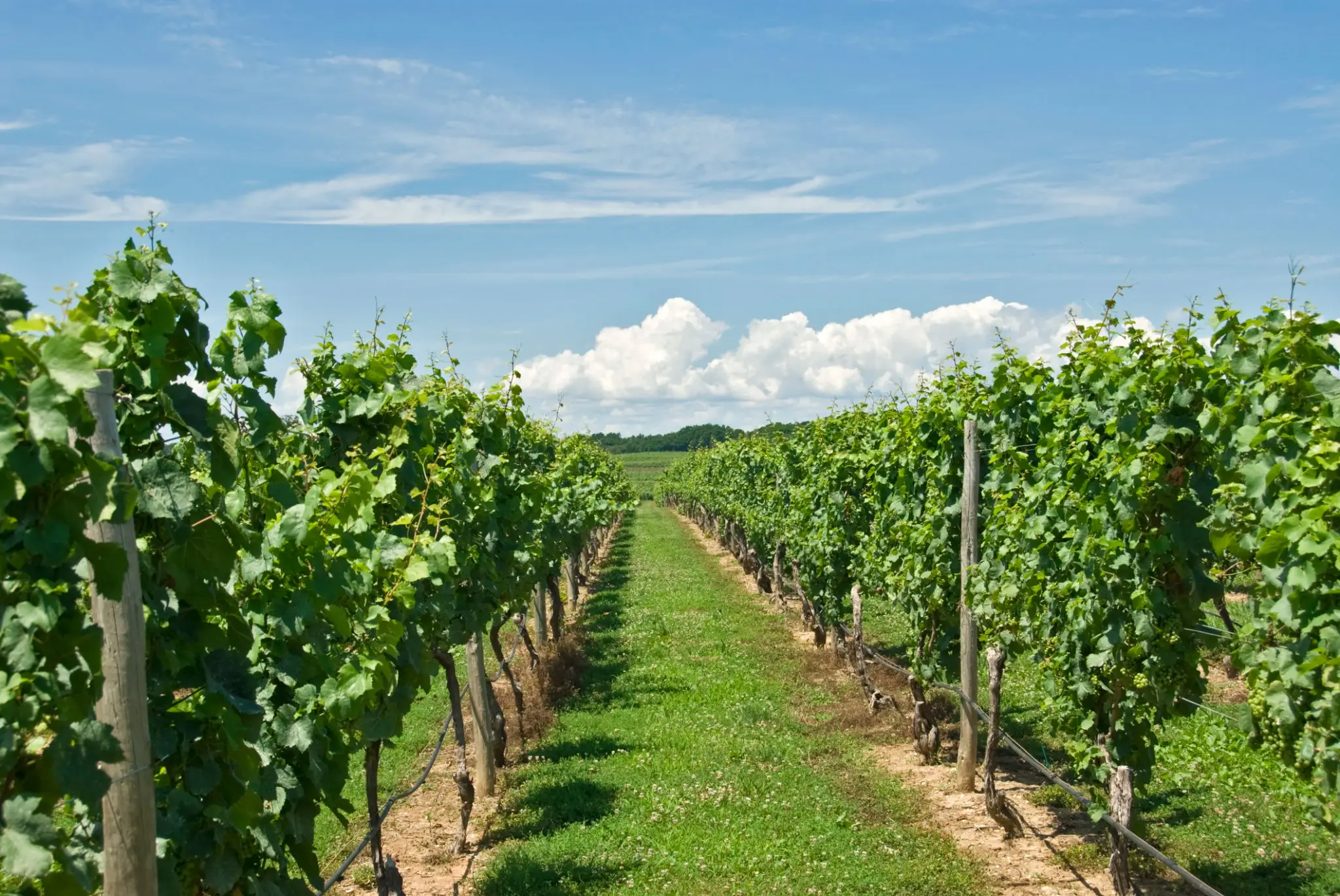 Rows of green grapevines in a vineyard under a blue sky with scattered clouds.