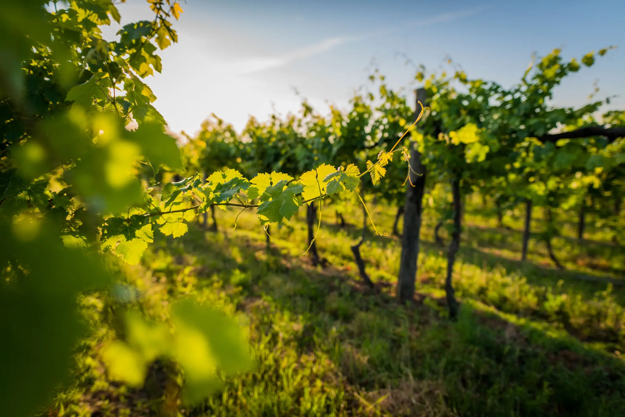 Close-up of green grapevine leaves with vineyard rows and sunlight in the background.