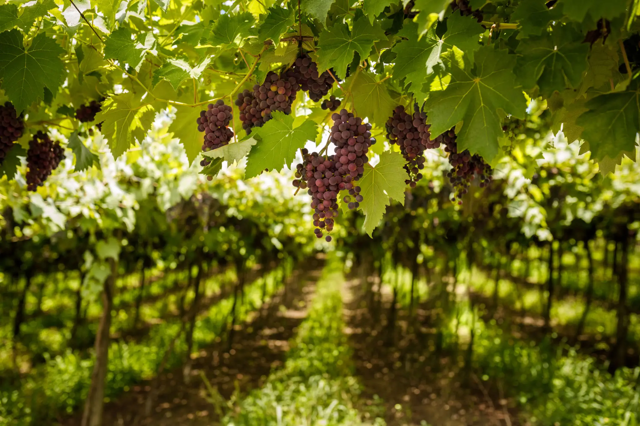 Clusters of ripe red grapes hanging from vines in a sunlit vineyard with green leaves.