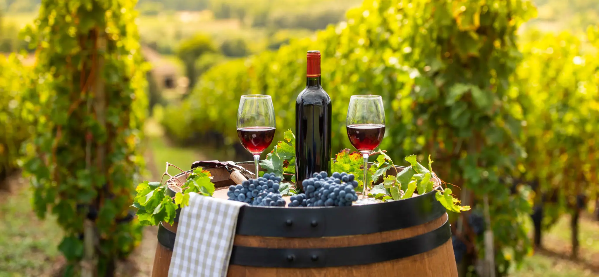 Wine bottle and two glasses of red wine on a wooden barrel surrounded by grape clusters and grapevine leaves in a vineyard.